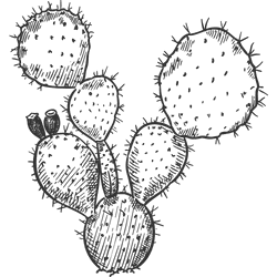 graphic of cactus