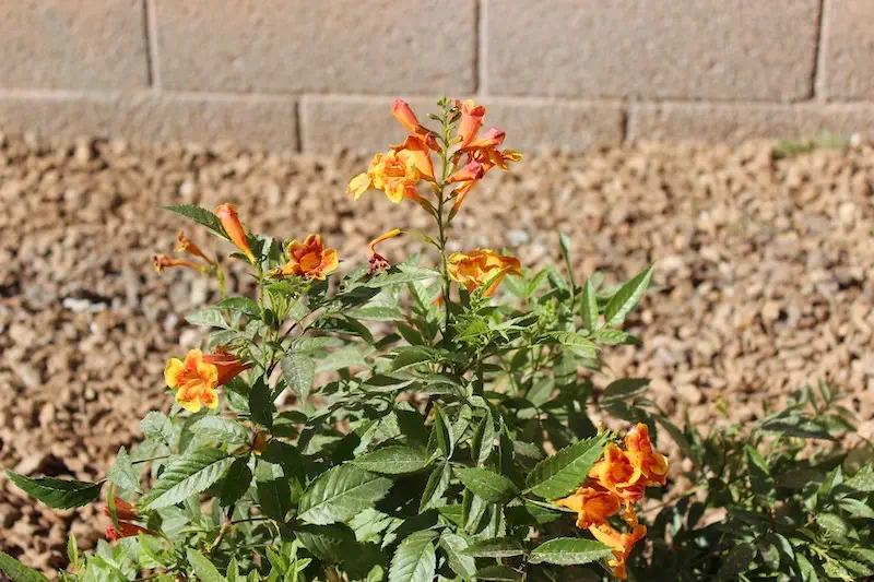 newly planted yellow bells plant