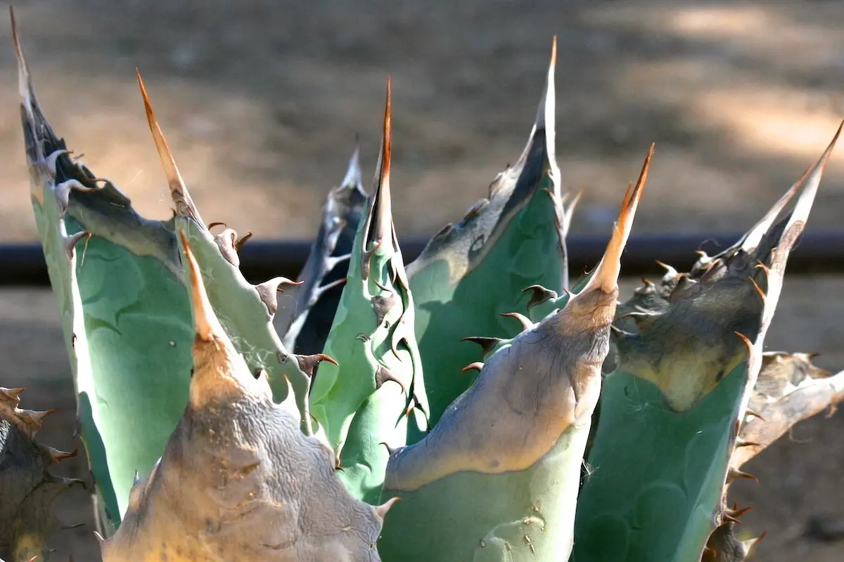 close-up view of spiky agave cactus