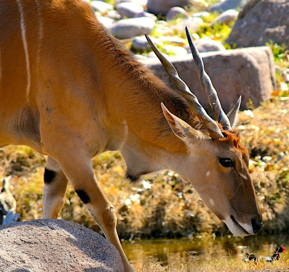 close-up view of antelope head