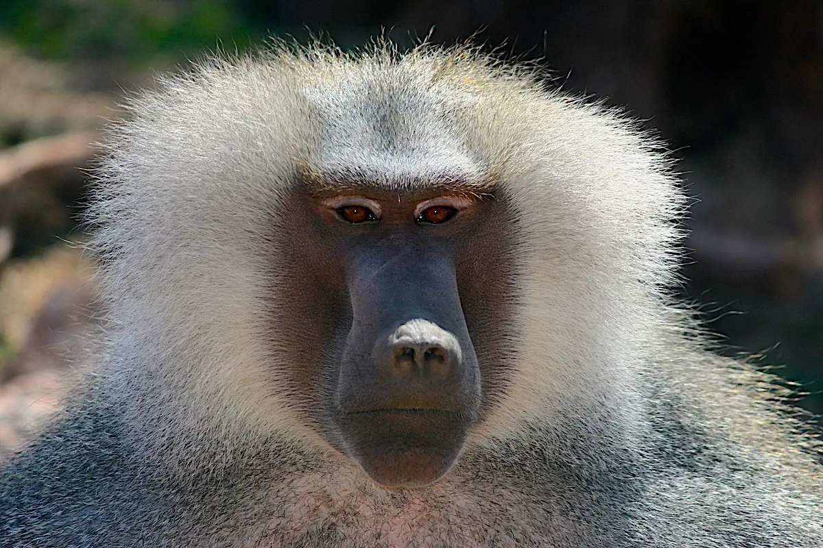 close-up view of baboon's face