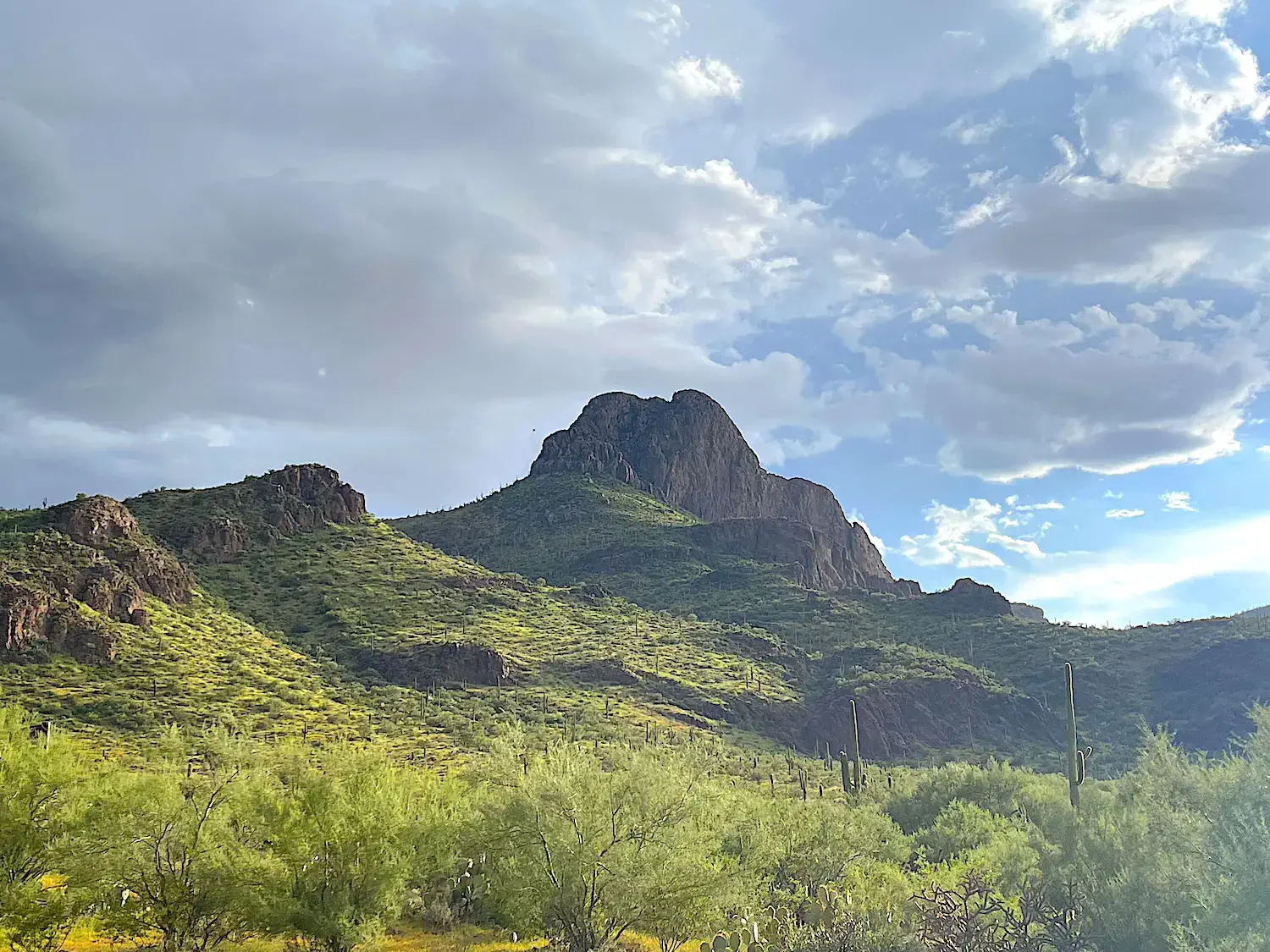 desert mountain with green foliage in foreground