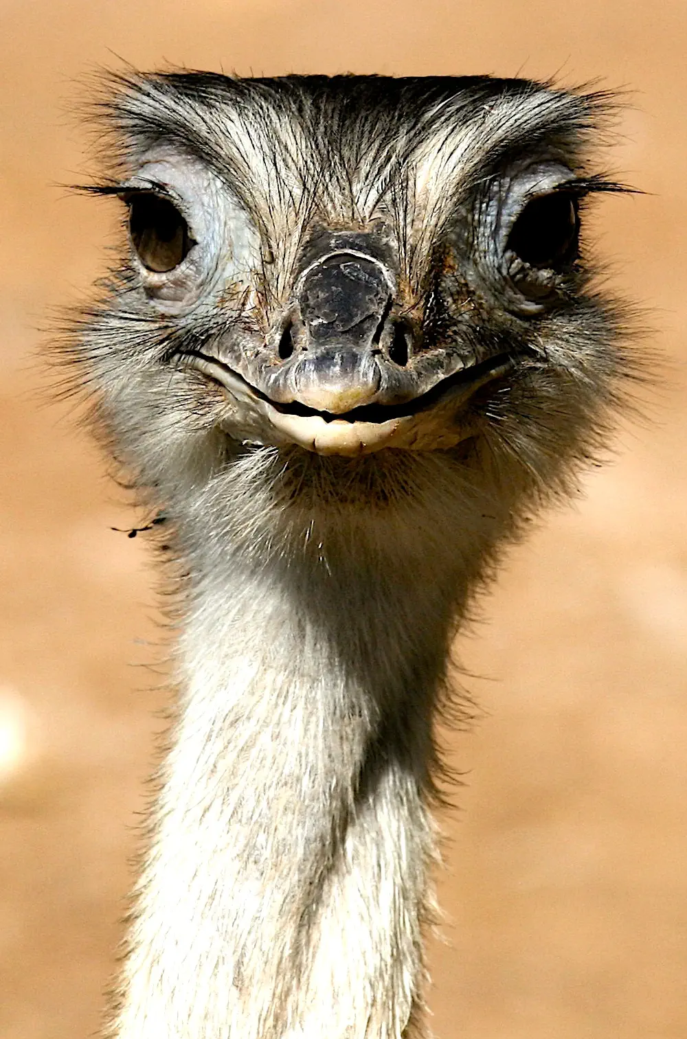 close-up of emu head