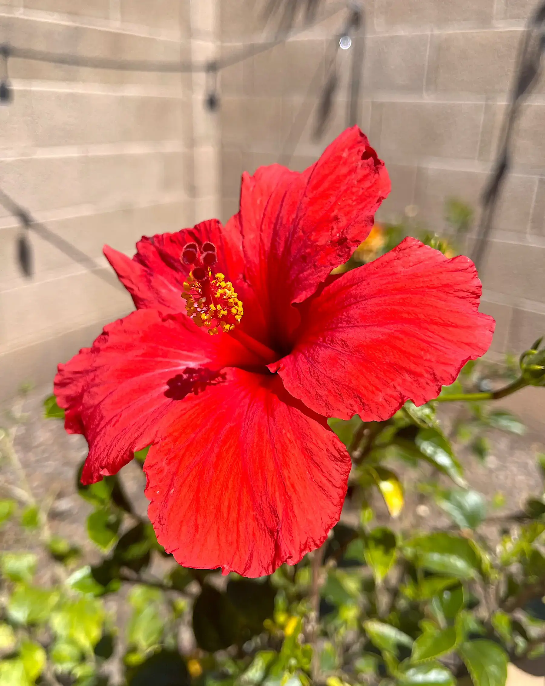 red hibiscus bloom