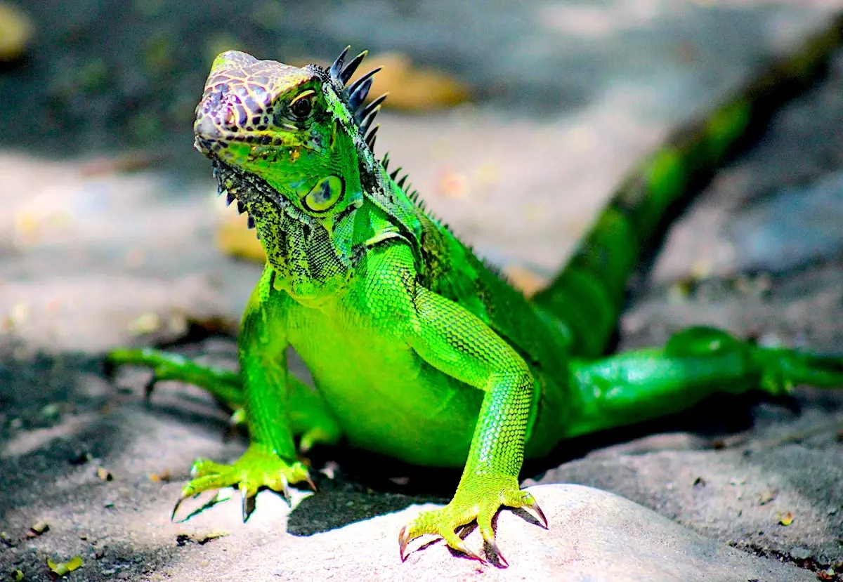 close-up view of green iguana