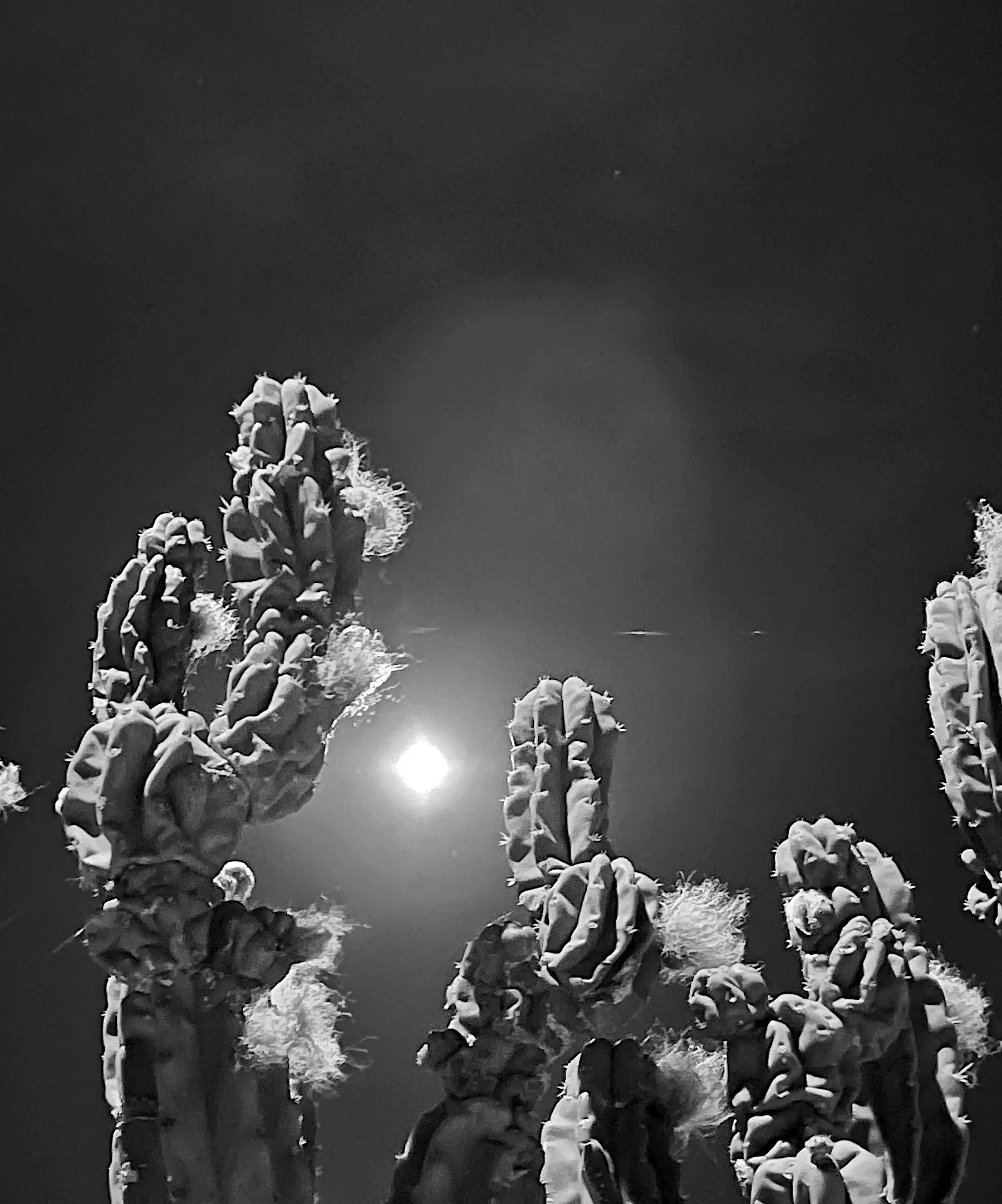 moonlit cactus