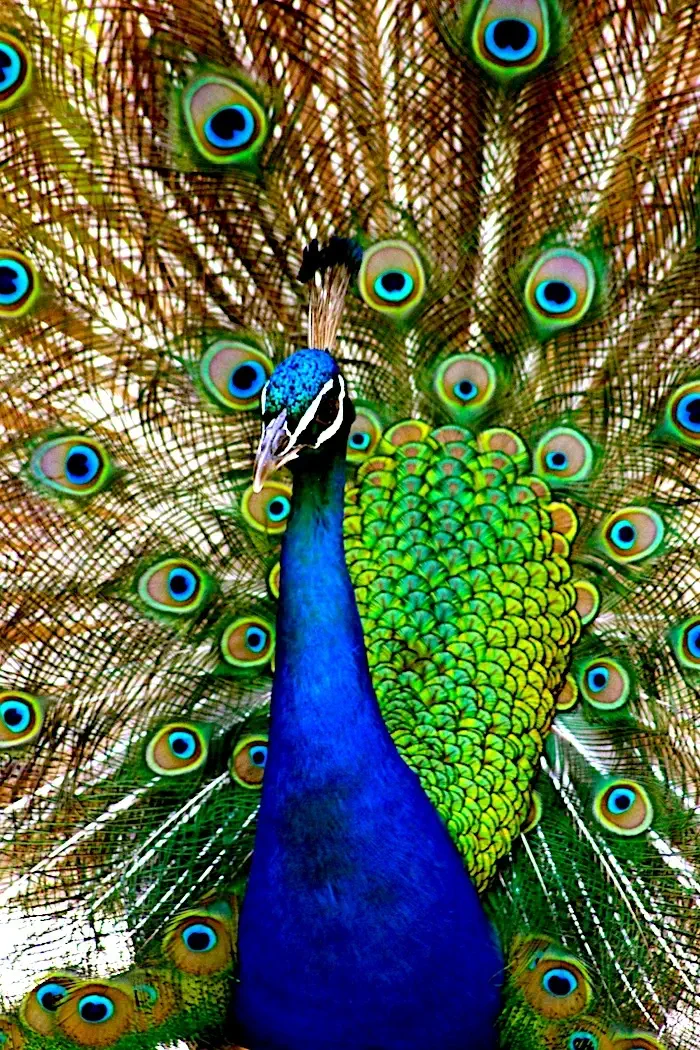 close-up view of peacock's head