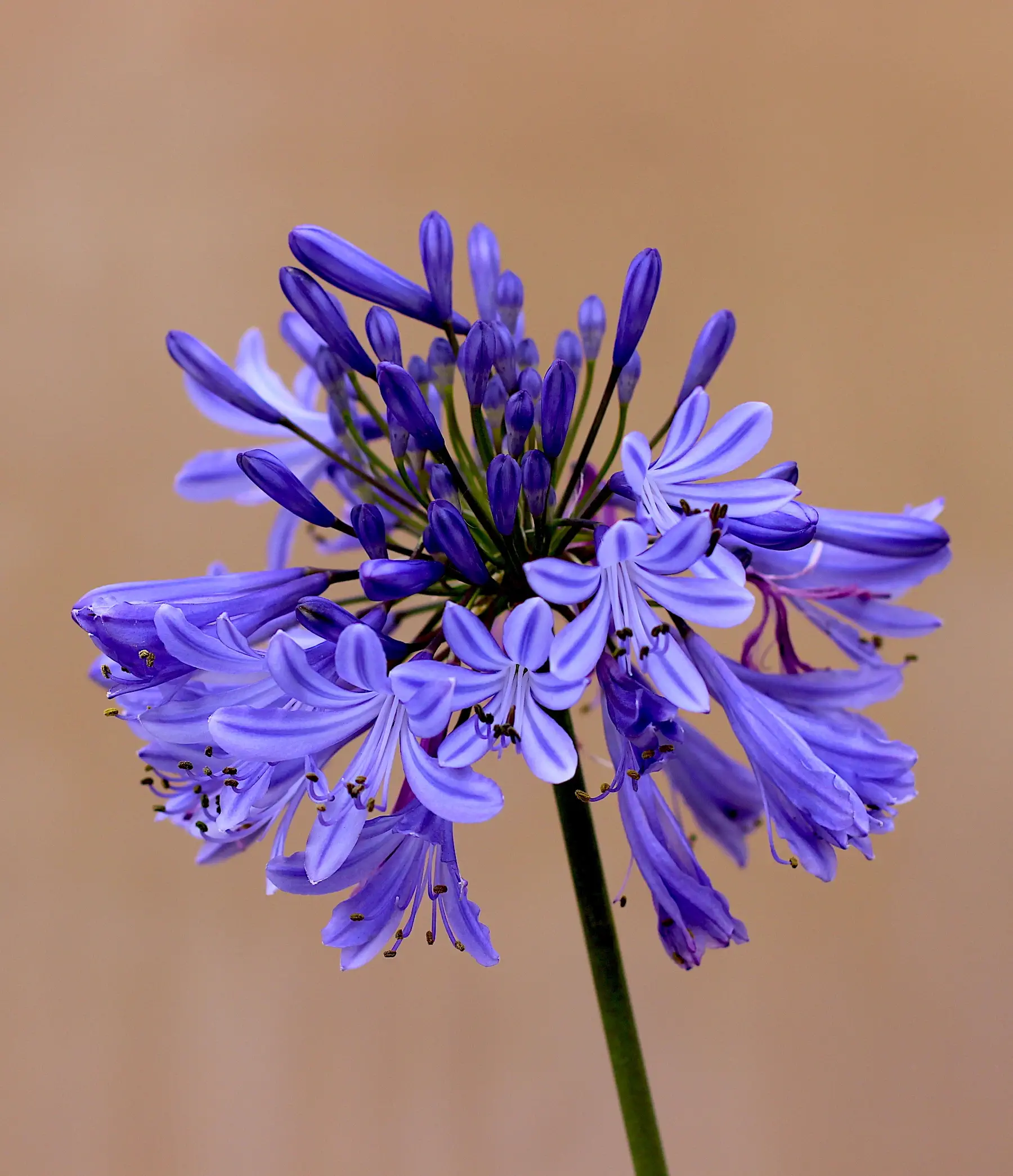 vibrant purple flower