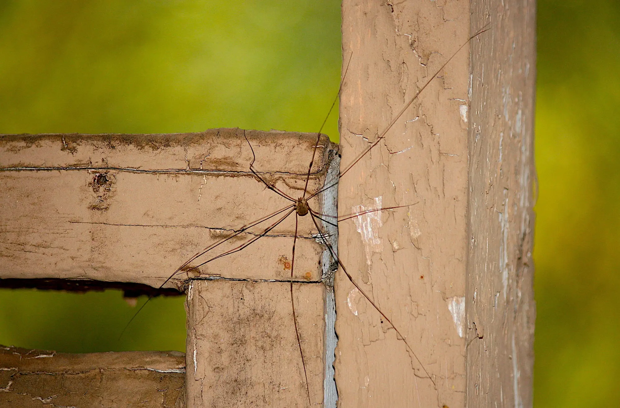 close up of daddy long leg spider