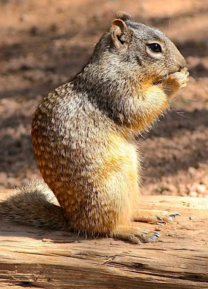 squirrel on a log