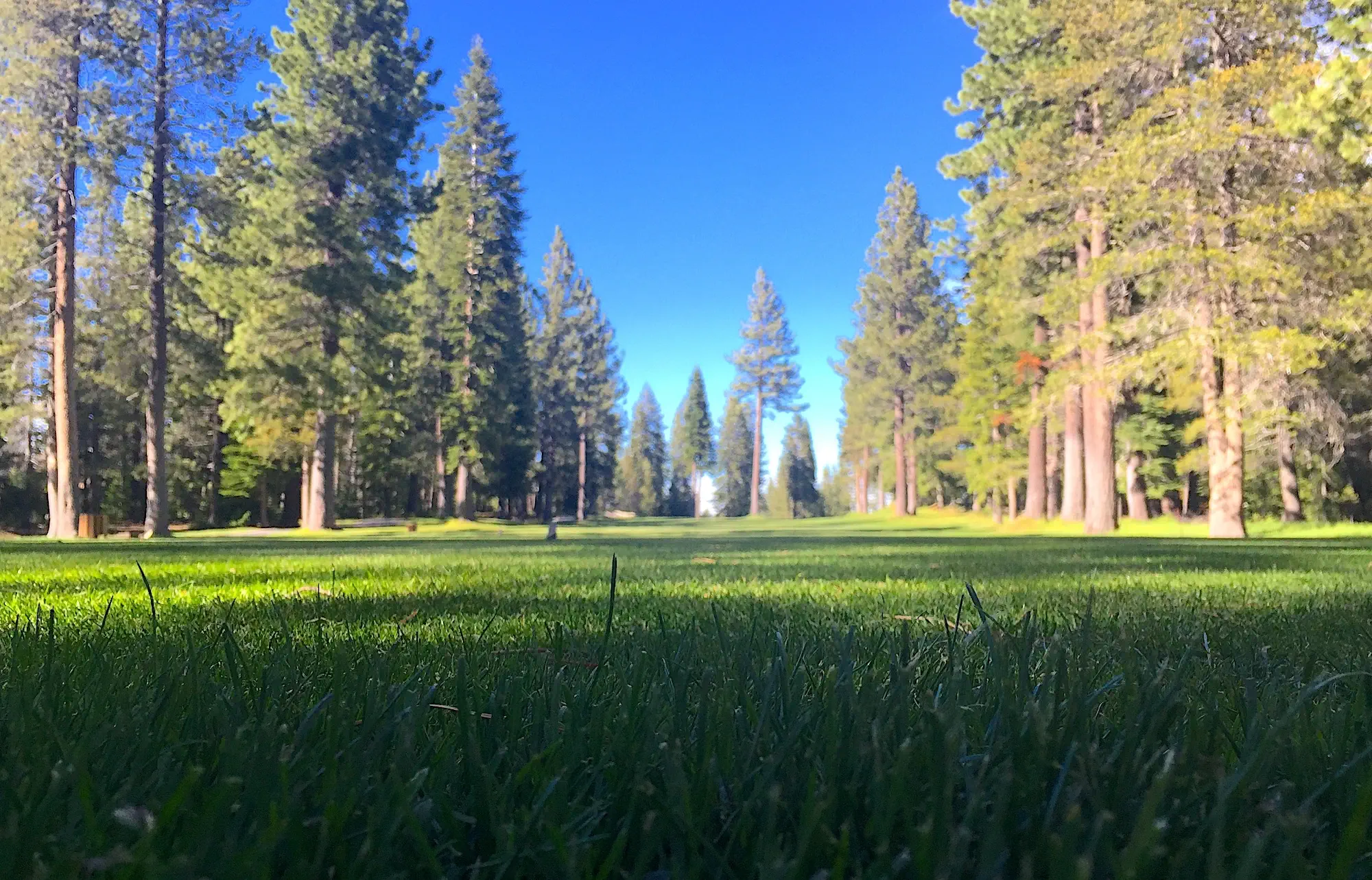 low perspective from truckee trees