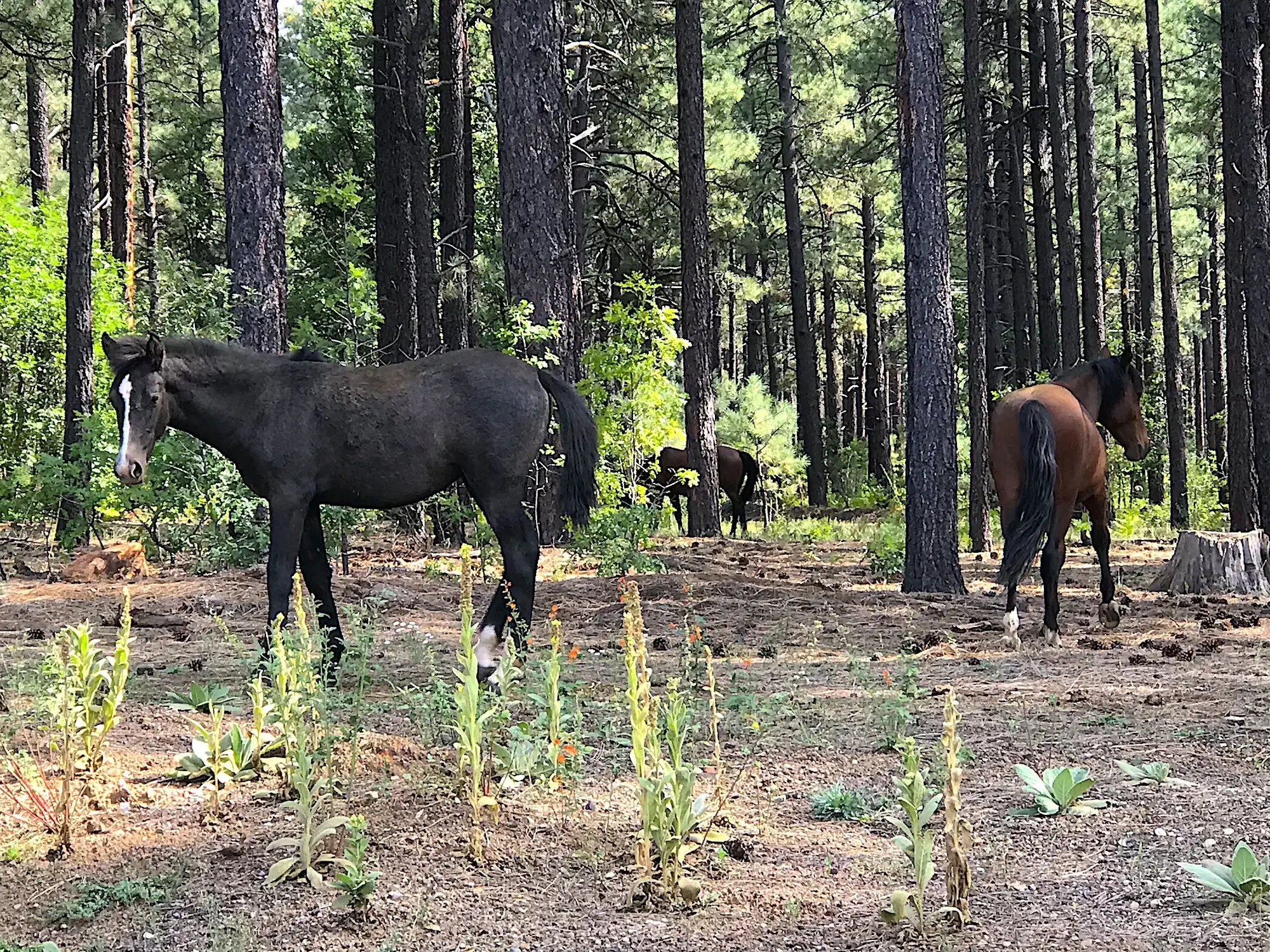 wild horses in the forest